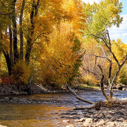 The River At Roaring Judy Fish Hatchery In The Fall - GSO Fishing