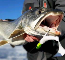 Lake Trout caught on GSO Premium Big Game Head (green)