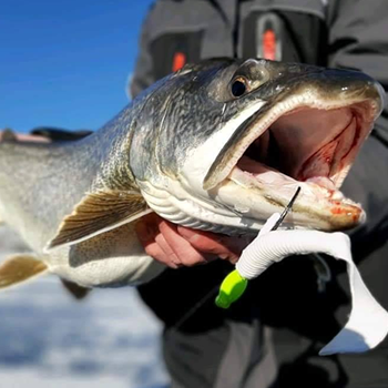 Lake Trout caught on GSO Premium Big Game Head (green)