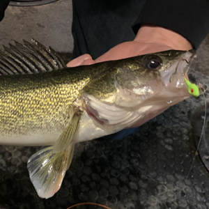 Walleye caught on GSO Premium Ice Shad (green)