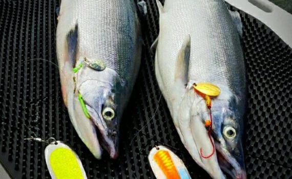 GSO Fishing - Two Kokanee laying down with GVF Lures they were caught on