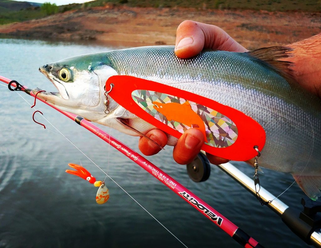 Kokanee Salmon caught on Rocky Mountain Tackle trolling gear