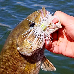 Smallmouth Bass caught on GSO Fishing Kokanee Fry Finesse Jig.