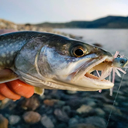 Lake Trout caught on a GSO Fishing Rainbow Trout Finesse Jig