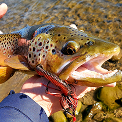 Catching Some Excellent Brown Trout Using Tassie Devils!! #shimano