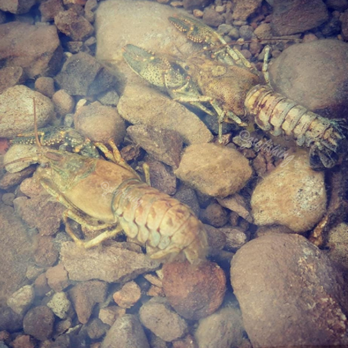 GSO Fishing - Match The Hatch - Crawdads In The Water