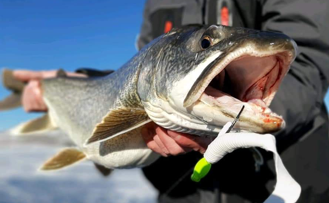 Cody Rowe - GSO Ice Team - Blue Mesa Lake Trout caught on GSO's Big Bame Head