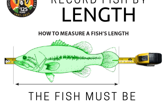 Colorado State Record Fish By Length Program: The Fish Must Be Released To Qualify. Visit The CPW Website For More Information