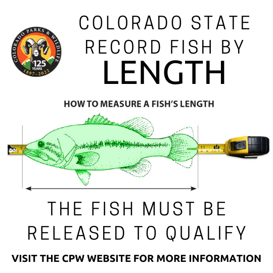 Colorado State Record Fish By Length Program: The Fish Must Be Released To Qualify. Visit The CPW Website For More Information