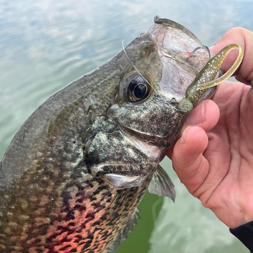 Fish Caught On A GSO Fishing Pill Head