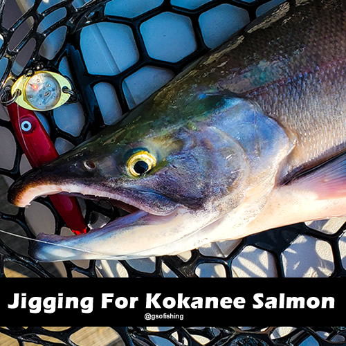 Jigging For Kokanee Salmon