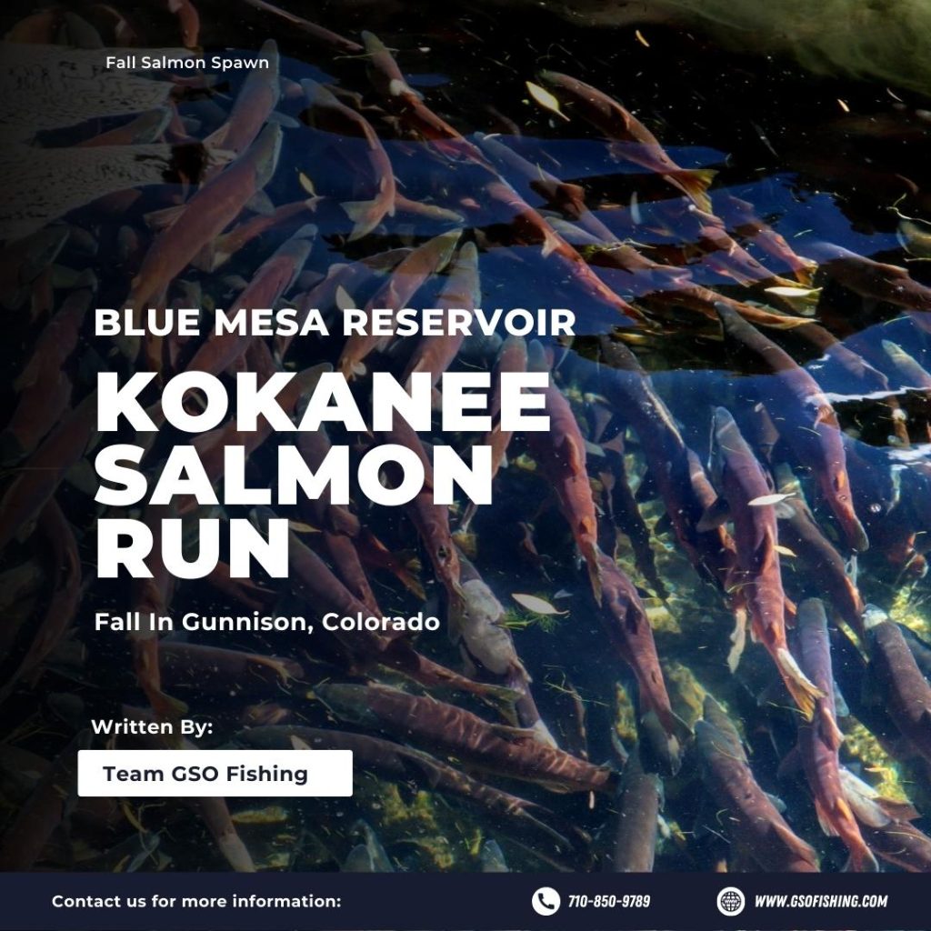 Blue Mesa Reservoir Kokanee Salmon Run
