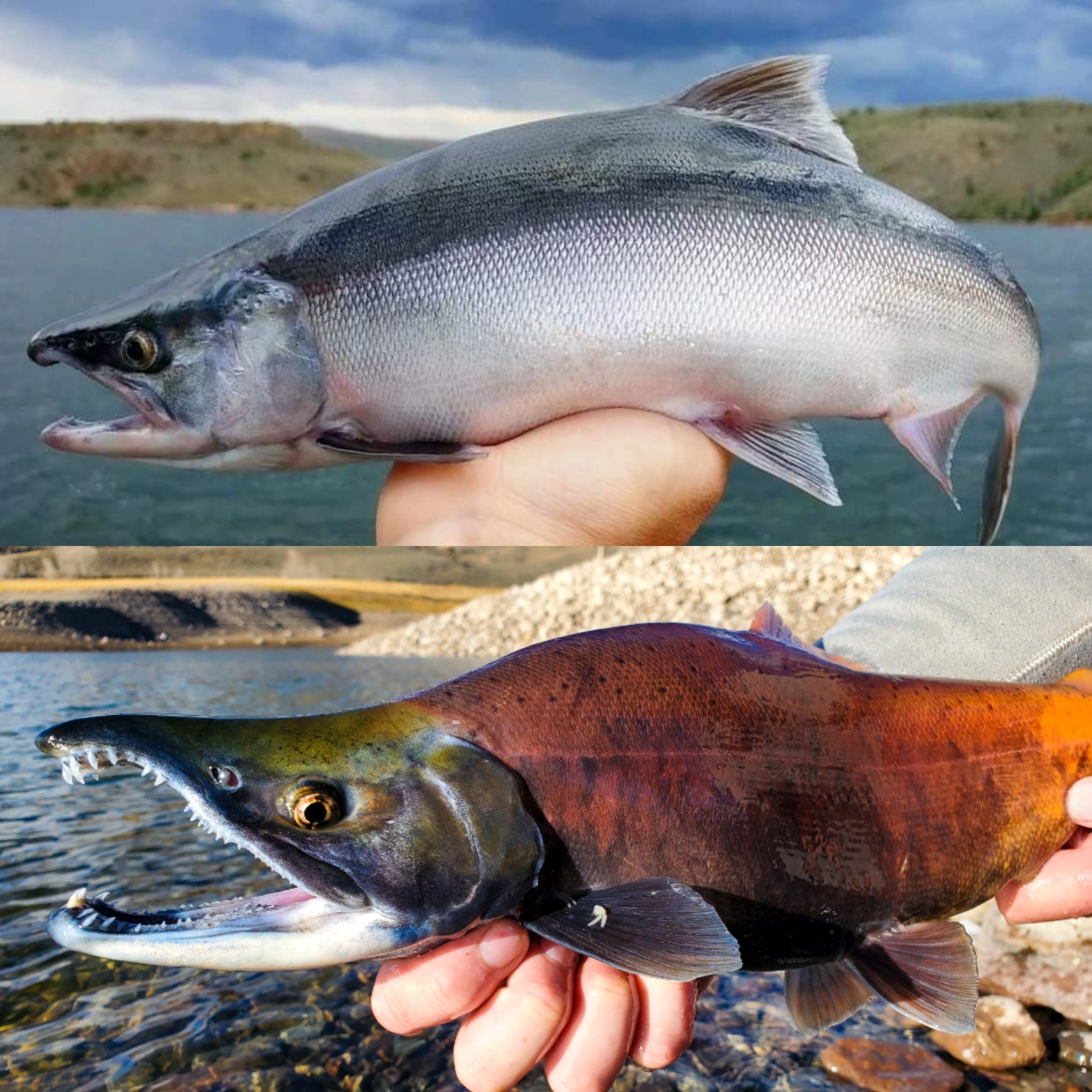 Blue Mesa Kokanee Salmon Spawn Transformation: Pre Spawn and Post Spawn Photo By GSO Fishing