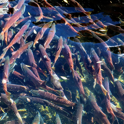 Jigging For Kokanee Salmon - GSO Fishing