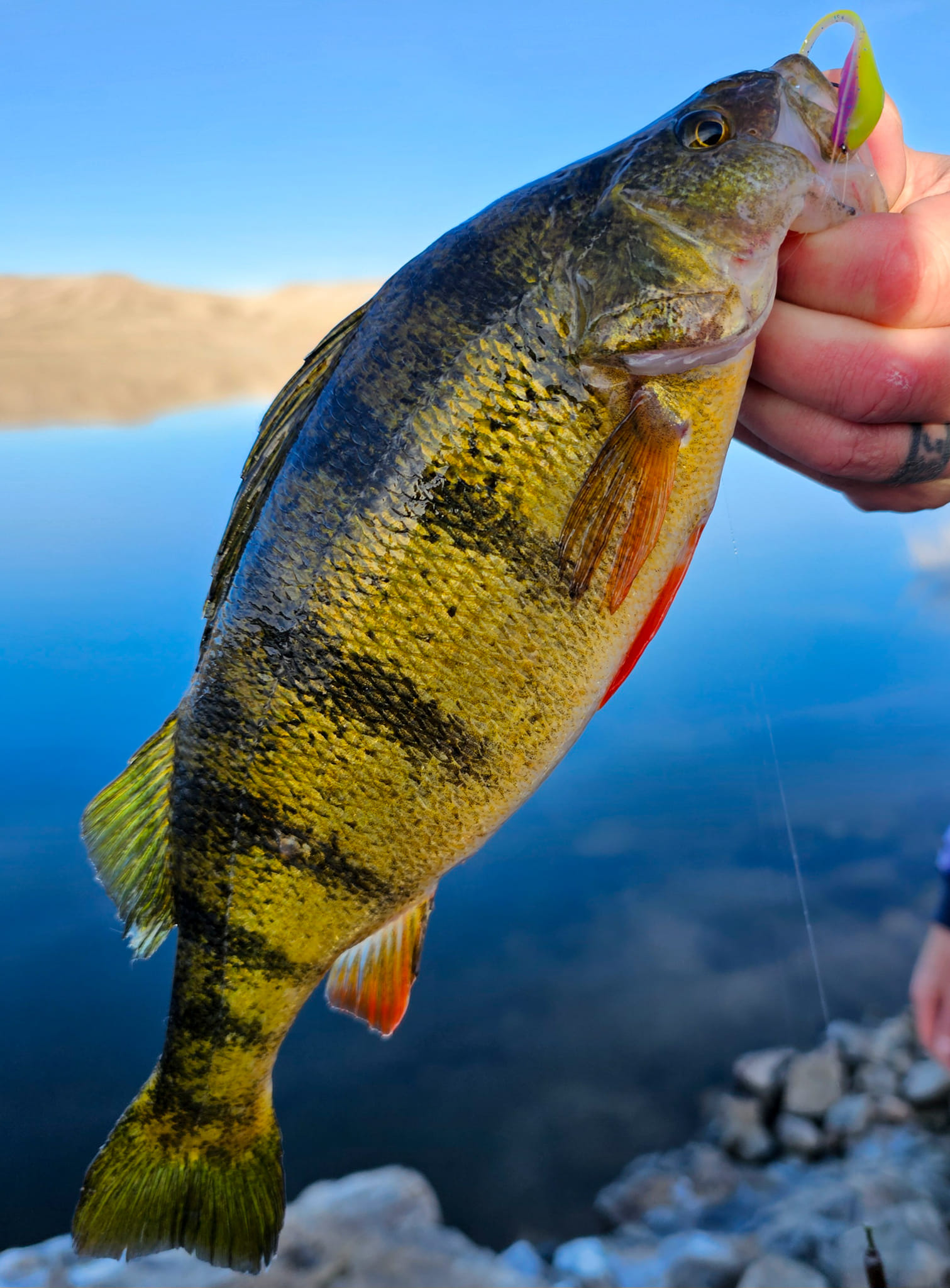 Fishing For Perch Tip 3 - GSO Fishing Guide Team