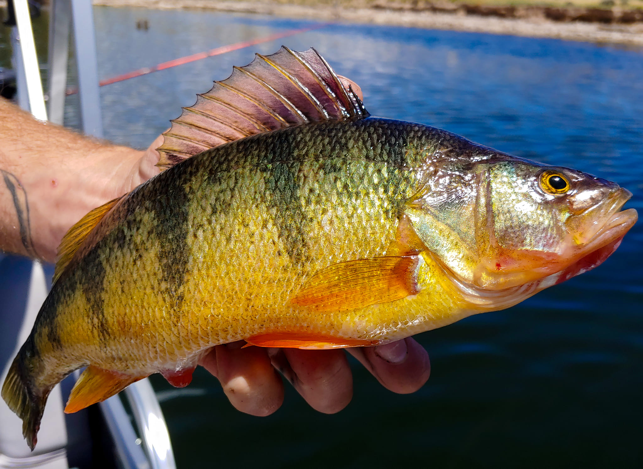 Perch Tips - Fishing For Yellow Perch - GSO Fishing Gunnison Colorado