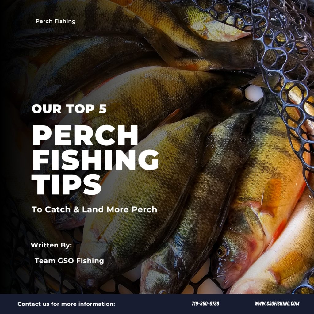 Top 5 Perch Fishing Tips Written By Team GSO Fishing - Gunnison CO, Blue Mesa Reservoir