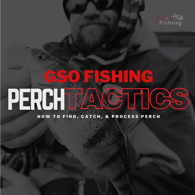 Perch Tactics Digital Training - GSO Fishing