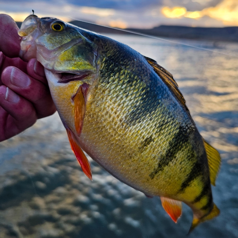 Perch Fishing Trips - GSO Fishing Guided Fishing Trips