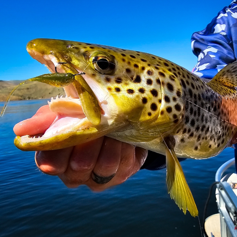 Trout Casting Jigging Fishing Trip - GSO Fishing